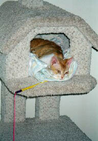 Photo of Crookshanks