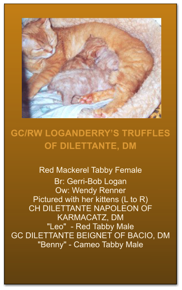 GC/RW LOGANDERRYS TRUFFLES OF DILETTANTE, DM  Red Mackerel Tabby Female Br: Gerri-Bob Logan  Ow: Wendy Renner Pictured with her kittens (L to R)  CH DILETTANTE NAPOLEON OF KARMACATZ, DM  "Leo"  - Red Tabby Male GC DILETTANTE BEIGNET OF BACIO, DM  "Benny" - Cameo Tabby Male