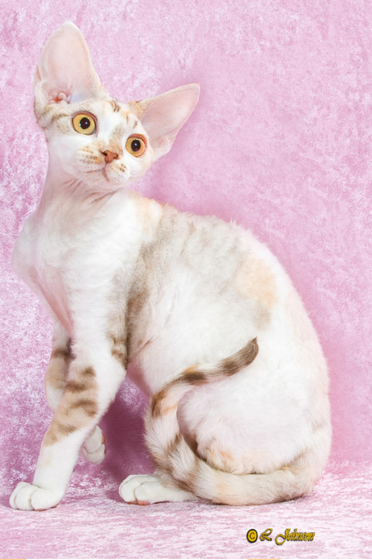 facehuggers devon rex